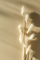 Dried bunny tail grass on natural beige background. Top view, copy space. Minimal stylish trend...