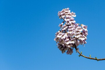 Purple flowers of Paulownia tomentosa tree against blue sky. Blurred background. Selective focus....