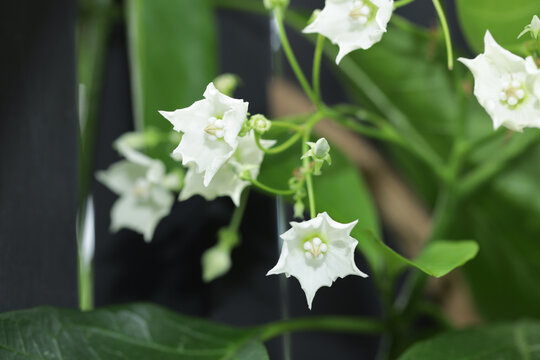 fresh white Bread flower or Kesedengan flowers.Vallaris glabra.