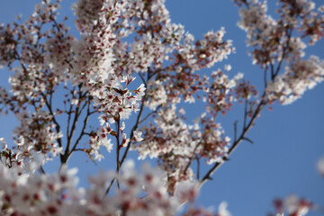Blooming spring trees in the center of Paris