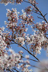 Blooming spring trees in the center of Paris