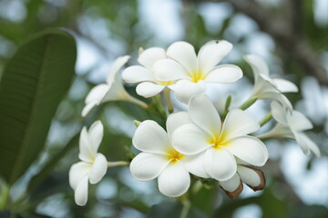 Obraz na płótnie Canvas Fresh white frangipani flowers in the garden