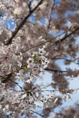 Blooming spring trees in the center of Paris