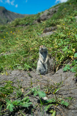 Portrait of a small ground squirrel standing on its hind legs.