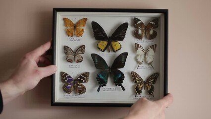 A man hangs a collection of tropical butterflies on the wall. Entomology.