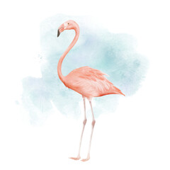 Flamingo watercolor illustration