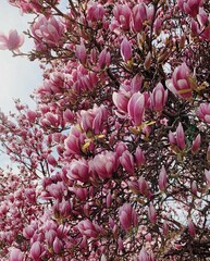 Beautiful pink fresh magnolia flowers in full bloom. Blossoming trees in spring. Natural background.