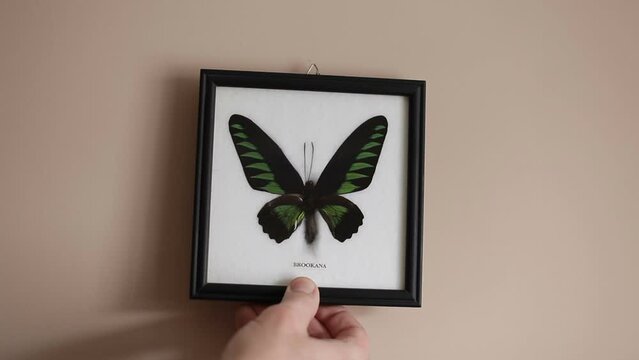 Large Vintage Trogonoptera Brookiana.Big framed butterfly hanging on the wall.