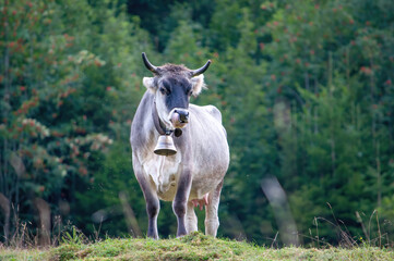 cow in the field