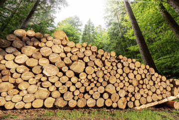 Stack of a large group of pine tree trunks with green forest on background. Trentino Alto Adige, Italy, Europe.