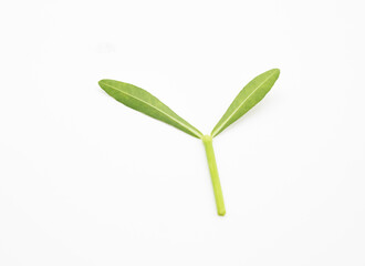 green vegetable leaf isolate on white