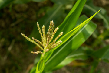 Fototapeta na wymiar The maize plant is monoecious, bearing male flowers in the tassel