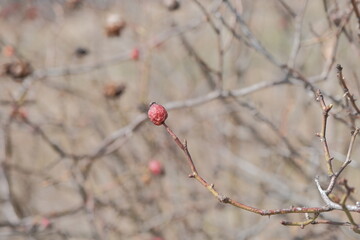 Dog rose in wild. autumn rose hip bush with berries. ripe berries that can be brewed for medicinal purposes
