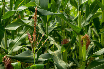 The Maize or Corn male flowers produce pollen grains