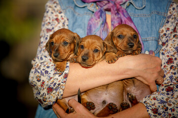 Group of puppies in the hands of a woman.