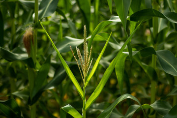 Maize or Zea mays or Corn is a monoecious plant with imperfect flowers