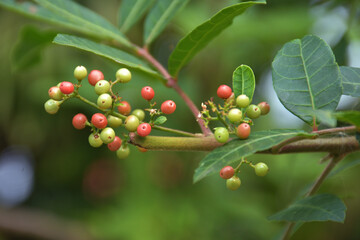 Obraz premium Brazilian Pepper-tree for Cooking 