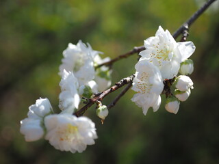次々と花を咲かせるハナモモ