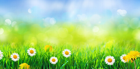 Fototapeta na wymiar green grass with spring flowers on abstract background
