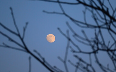 Full moon over Paris, through bare tree branches