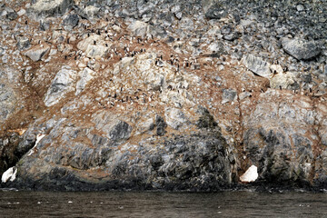 Antarctica - Colony Of Penguins In Natural Habitat