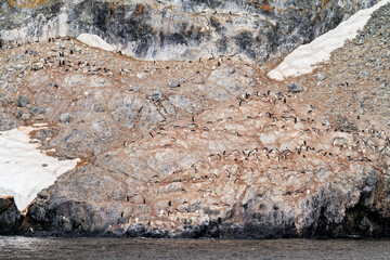 Antarctica - Colony Of Penguins In Natural Habitat