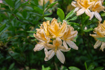 Japanese rhododendron is a deciduous shrub, a subspecies of Rhododendron molle. Used as an ornamental garden plant. One of the most valuable types of rhododendrons. Close-up. Blurred background.