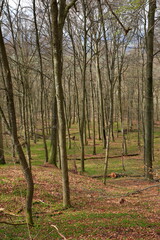 Obraz premium Die Burgruine Wildenberg ist eine Sehenswürdigkeit der Gemeinde Sulzfeld