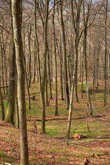 Die Burgruine Wildenberg ist eine Sehenswürdigkeit der Gemeinde Sulzfeld