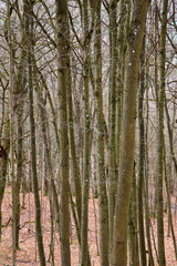 Obraz premium Die Burgruine Wildenberg ist eine Sehenswürdigkeit der Gemeinde Sulzfeld
