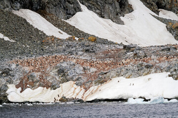 Antarctica - Colony Of Penguins In Natural Habitat