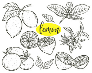 Set lemons, flowers and leafy twigs sketch vector illustration. Collection citrus fruits hand engraved. Vintage image fruit whole, on branch and halves