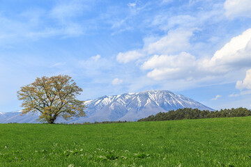 小岩井一本桜