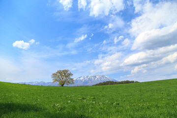 小岩井一本桜