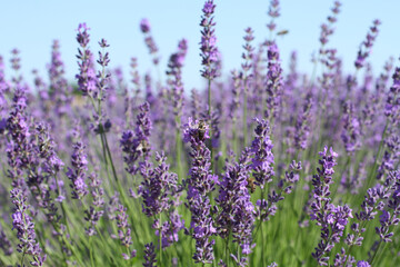 A bee collects nectar on lavender flowers on a sunny summer day. Closeup.