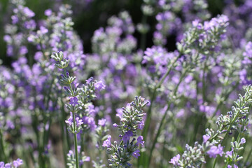 Obraz premium Blooming lavender flowers on the field on a sunny summer day. Closeup