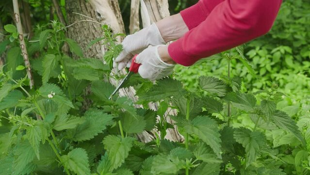 Caucasian female mature hands wearing gloves, cutting stinging nettle plant and putting in a wicker basket, handheld shot.