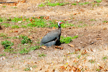 Free Range Guineafowls - Australia