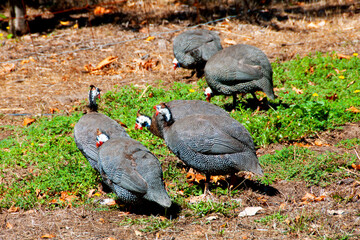 Free Range Guineafowls - Australia