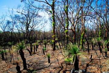 Bush Fire Forest Growth Regeneration