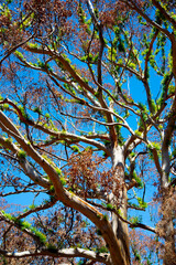 Bush Fire Forest Growth Regeneration