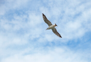 seagull in flight