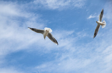 seagull in flight