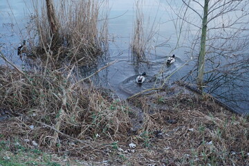 LAGO DI PORTA   MONTIGNOSO