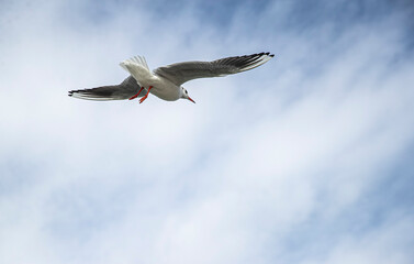 seagull in flight