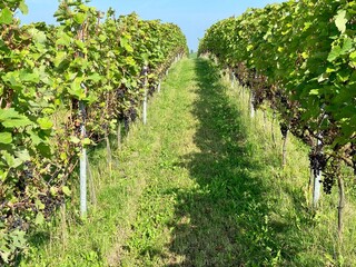 Grapes plants in a vineyard in the Netherlands.