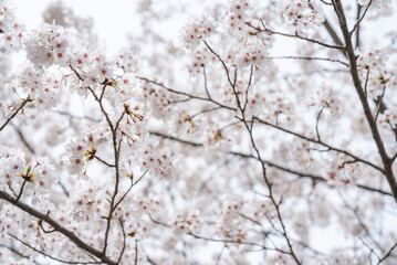 満開の桜とクールな女性