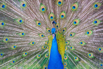 Fototapeta premium Peacok displaying its beautiful feathers