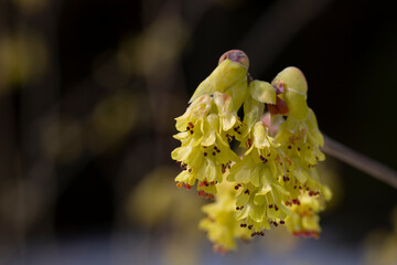 Macro Beautiful Corylopsis spicata flower. Kingdom name is Plantae, Family name is Hamamelidaceae. yellow flowers in the shape of bells, early spring, selective focus