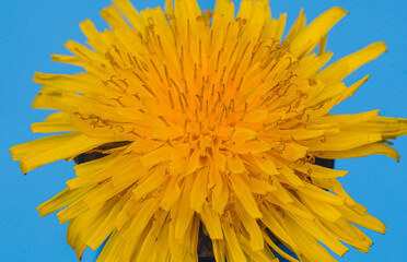 macro image of a yellow flower